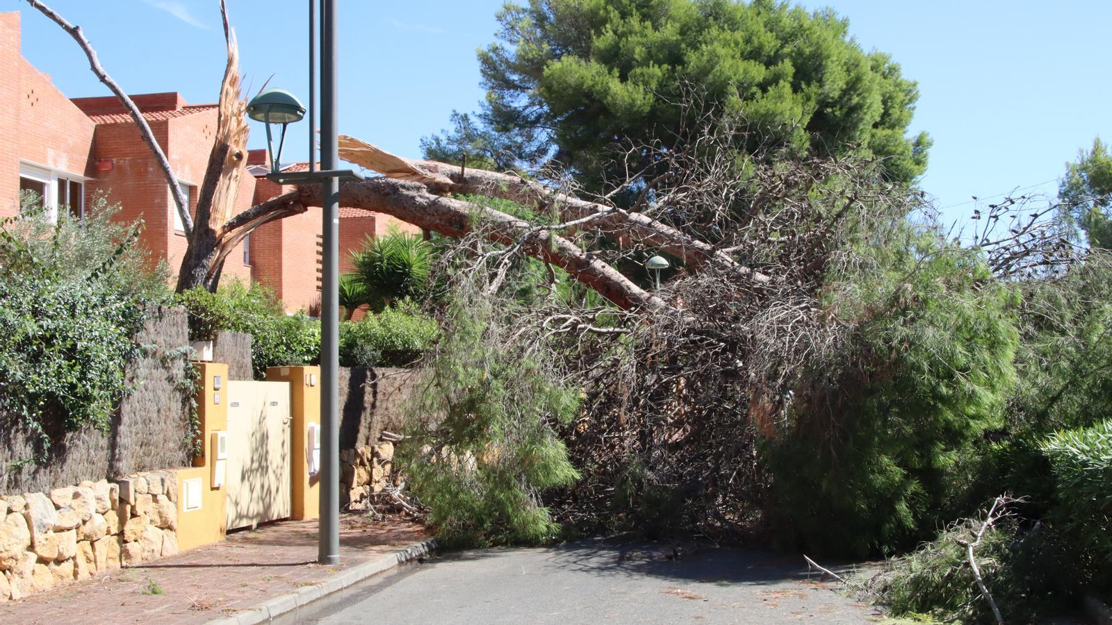 Image of a fallen tree in La Móra