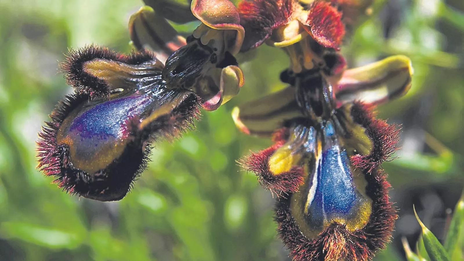 Un exemplar d''Ophrys speculum' en un prat