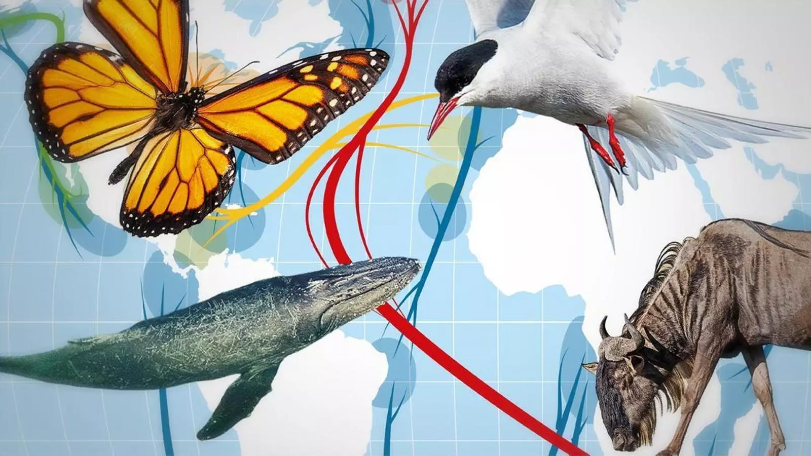 Obertura Infografica Rutes Migratories Animals Card