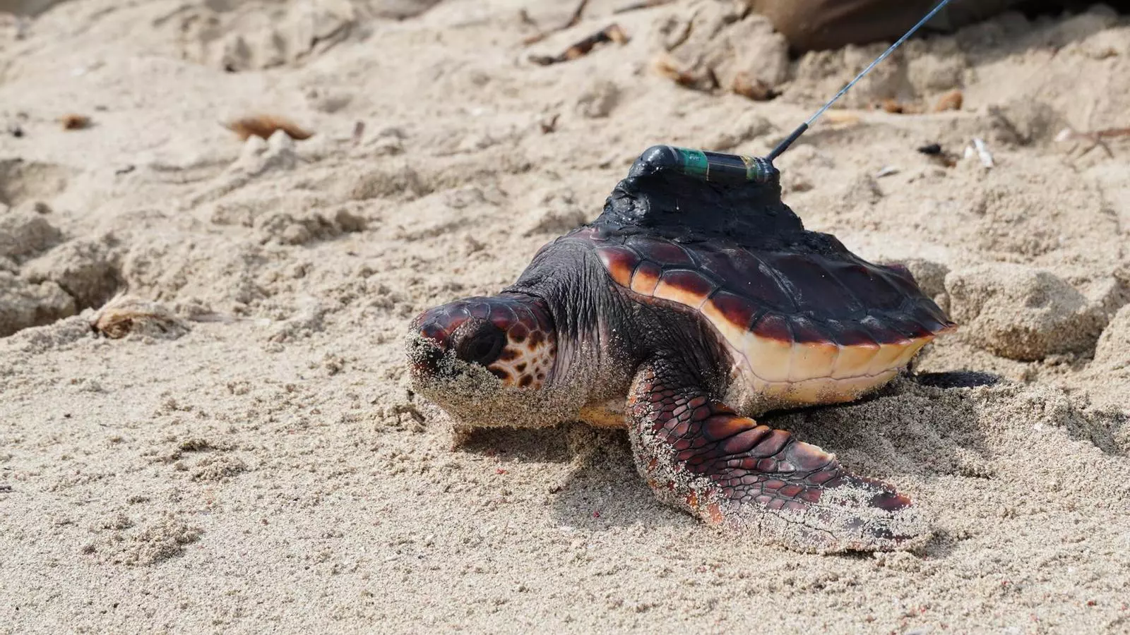 Una de les tortugues que van amollar a la mar a Eivissa.