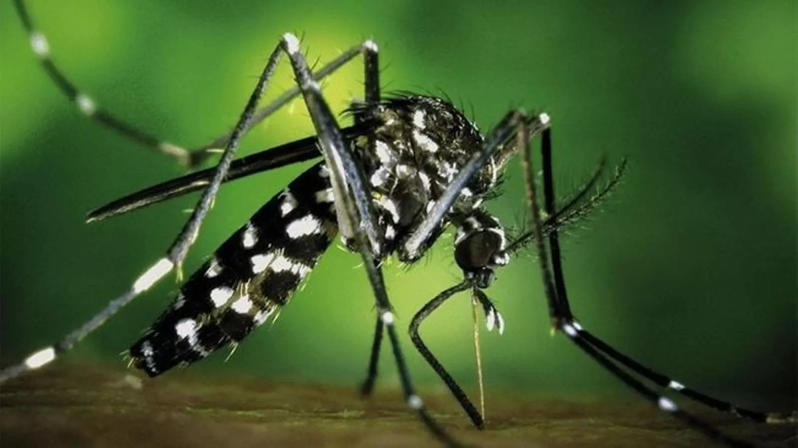 Les temperatures càlides de l'estiu afavoreixen la reproducció del mosquit tigre.