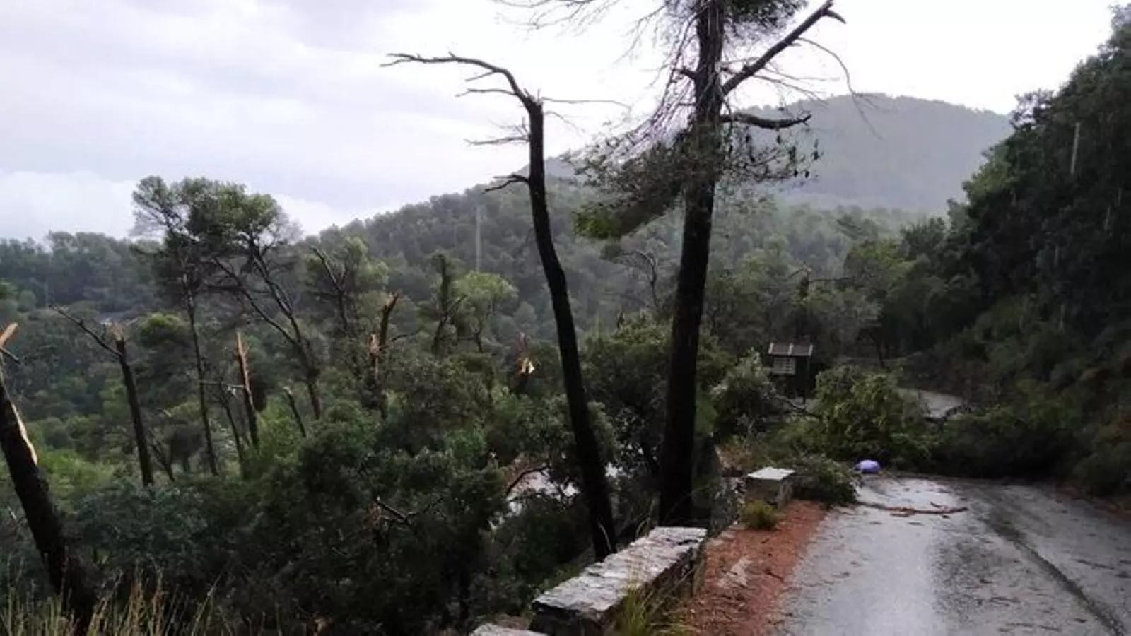 El cap de fibló deixa arbres a la carretera.