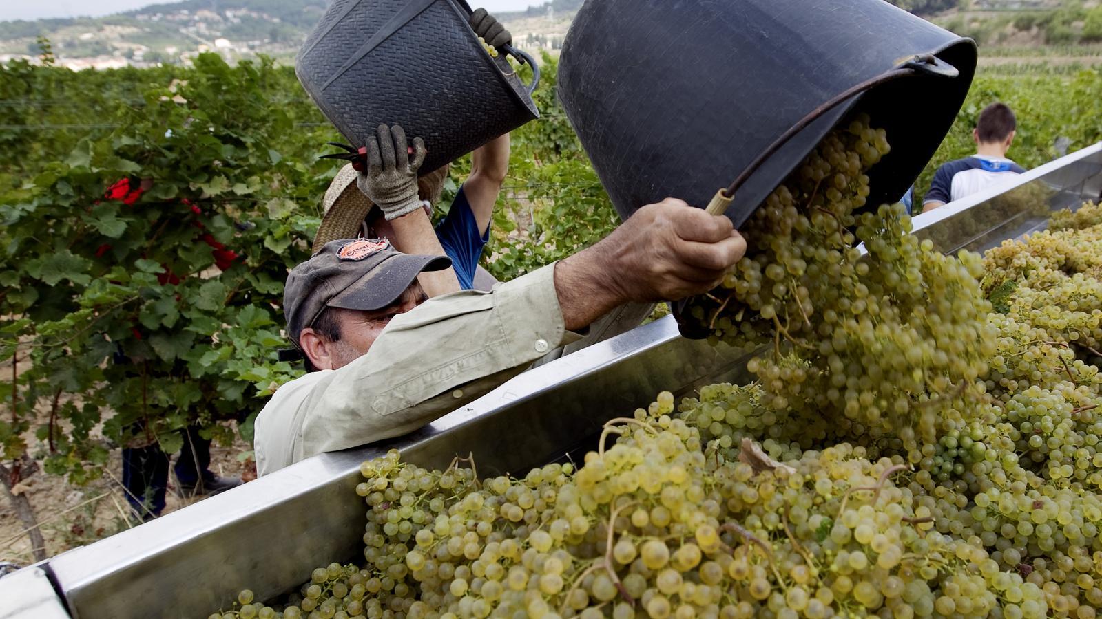 Grape harvest in the Penedès