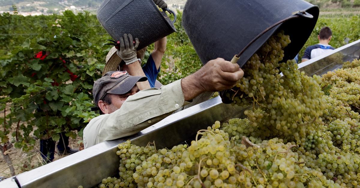 Catalonia probes 50 grape contracts over food chain law