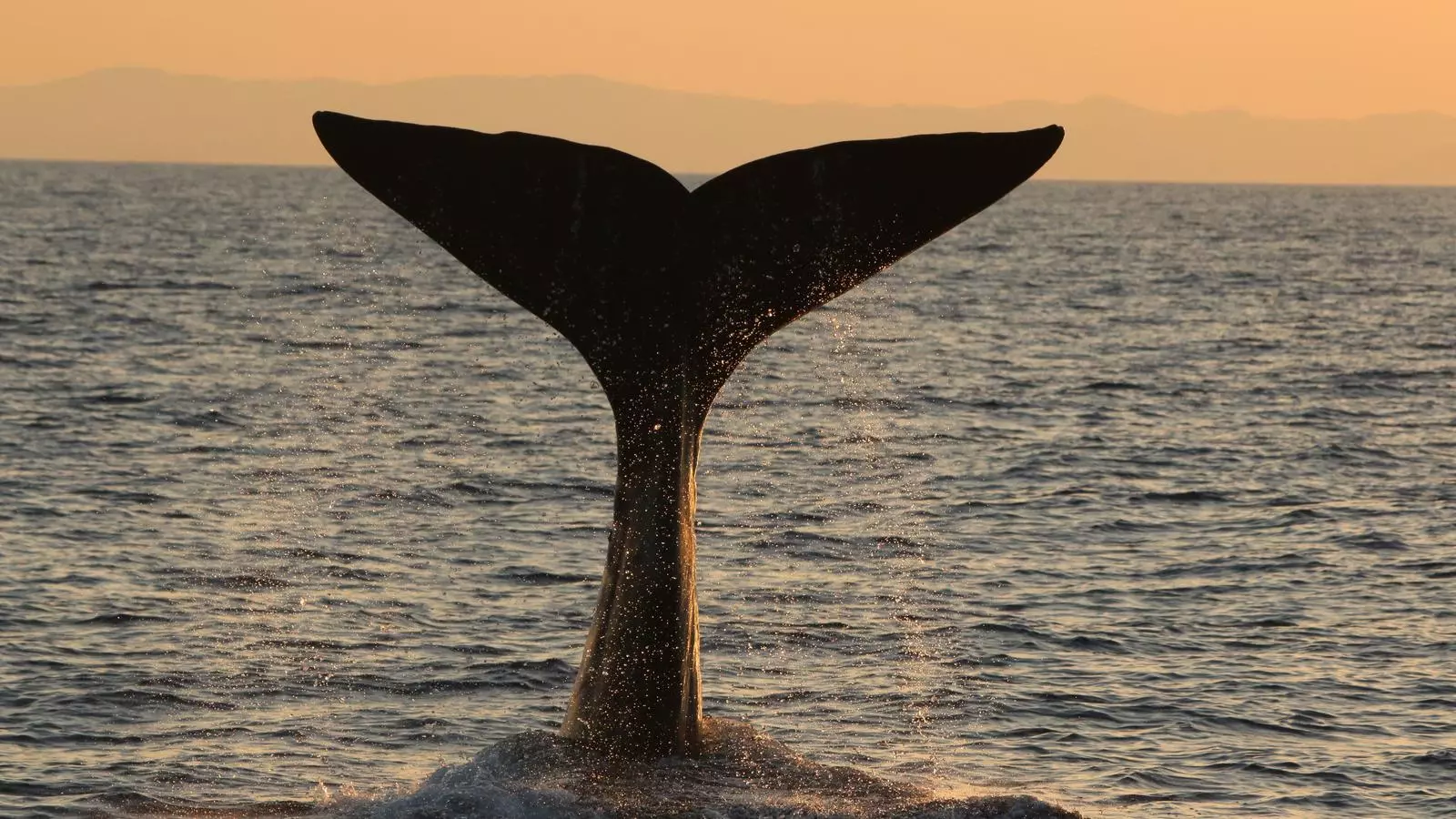 Imatge de la cua d'una balena en el mar Mediterrani.