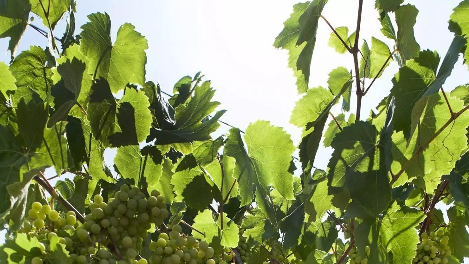 La vinya és un dels cultius amb més hectàrees ecològiques a Catalunya. A la demarcació de Barcelona és on n’hi ha més.