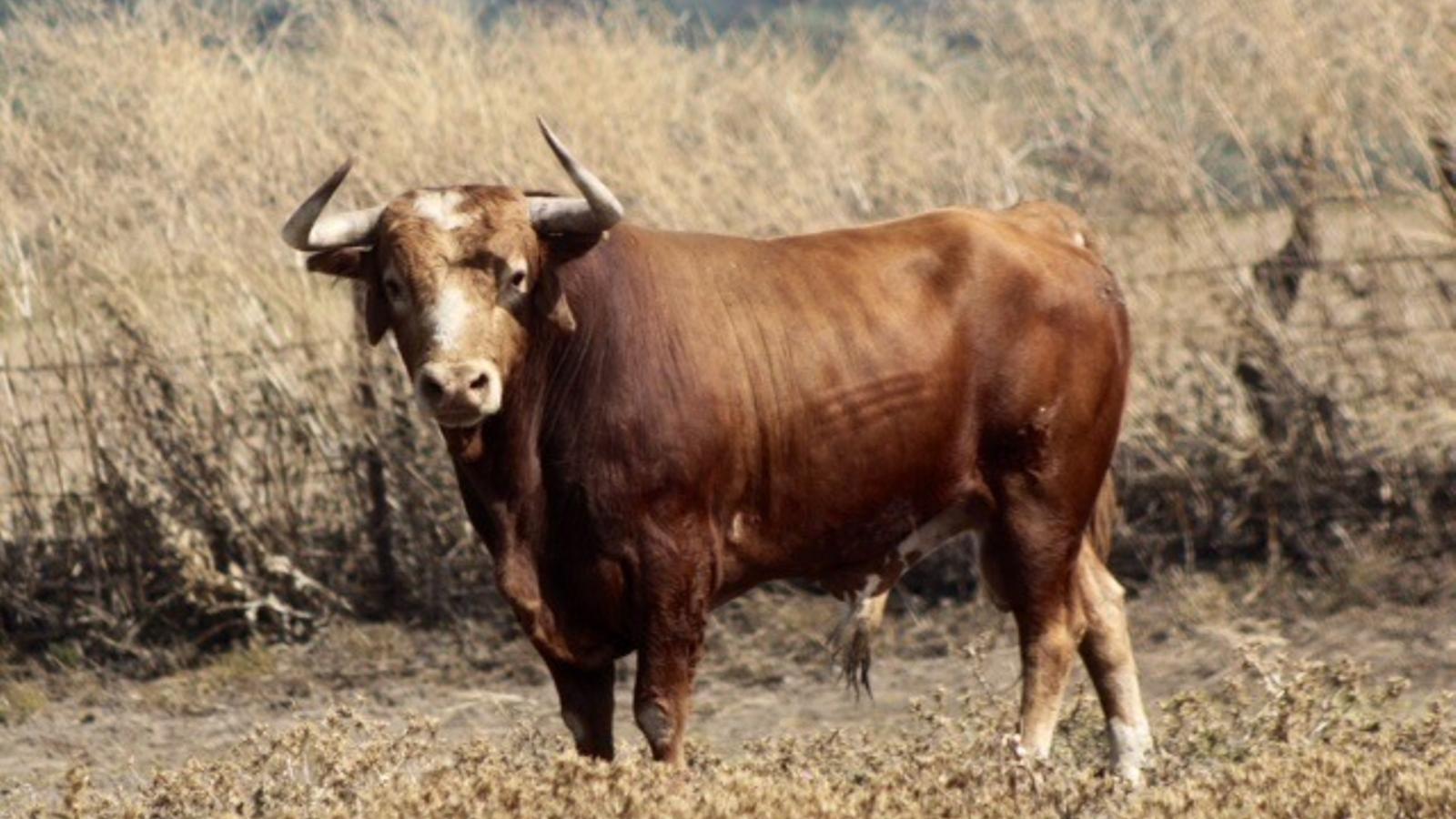 A bull in a file image.