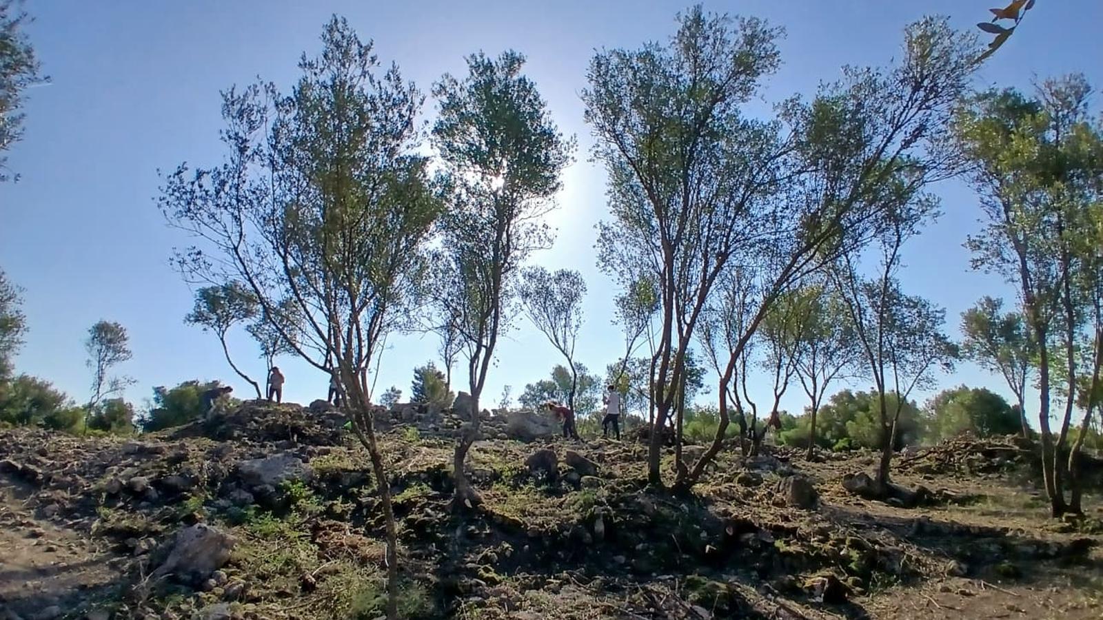 El jaciment arqueològic de Son Forners a Montuïri