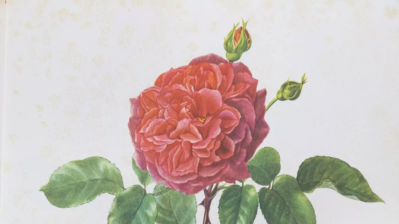 Per què la rosa
Rosa, rosae, rosam