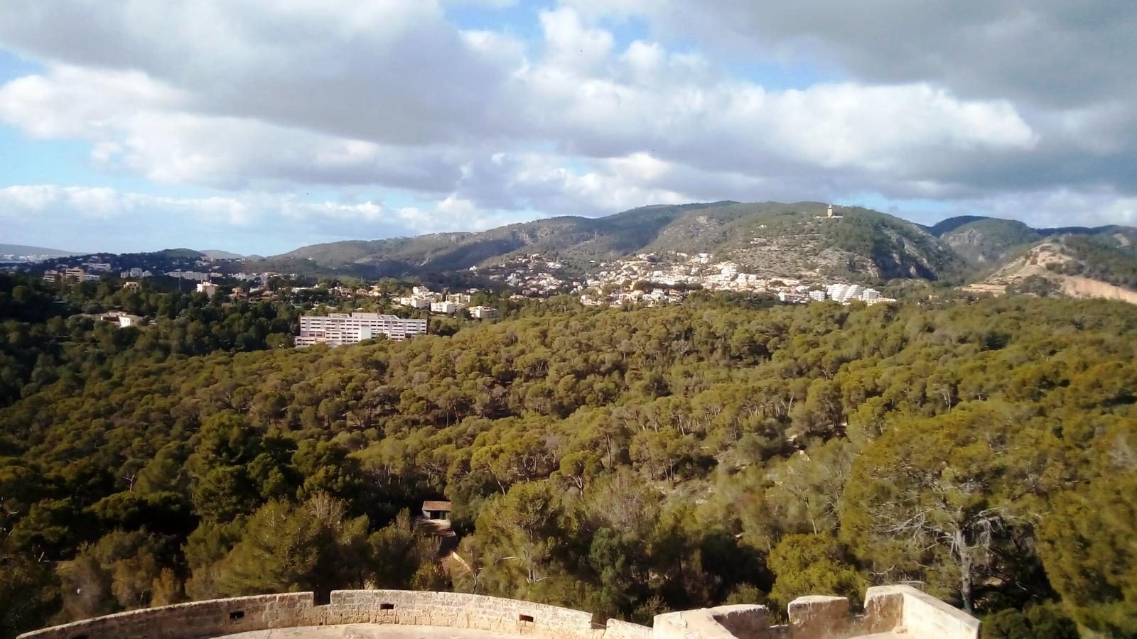 El bosc de Bellver, es una imatge d'arxiu.