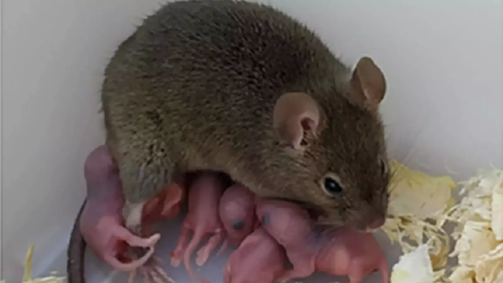 La ratolina que va ser fecundada sense necessitat d'esperma i les seves cries.