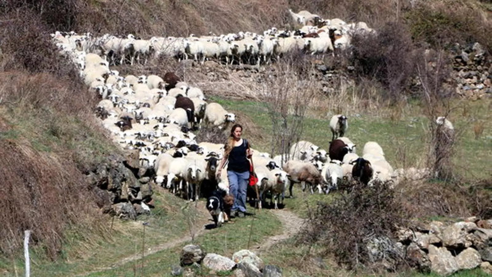 La pastora Anna Plana, exalumna de l'Escola de Pastors, amb el ramat a la vall d'Àssua