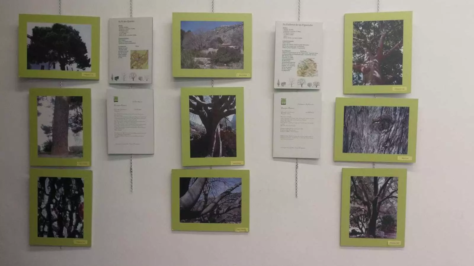 Algunes de les fotografies que s'han presentat a la mostra sobre els arbres.