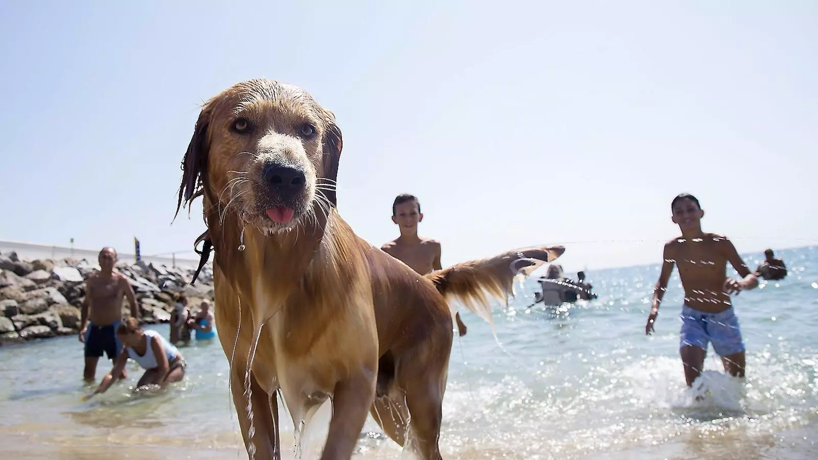 Un gos a la platja de Llevant de Barcelona, l’única que els permet l’entrada durant la temporada de bany.