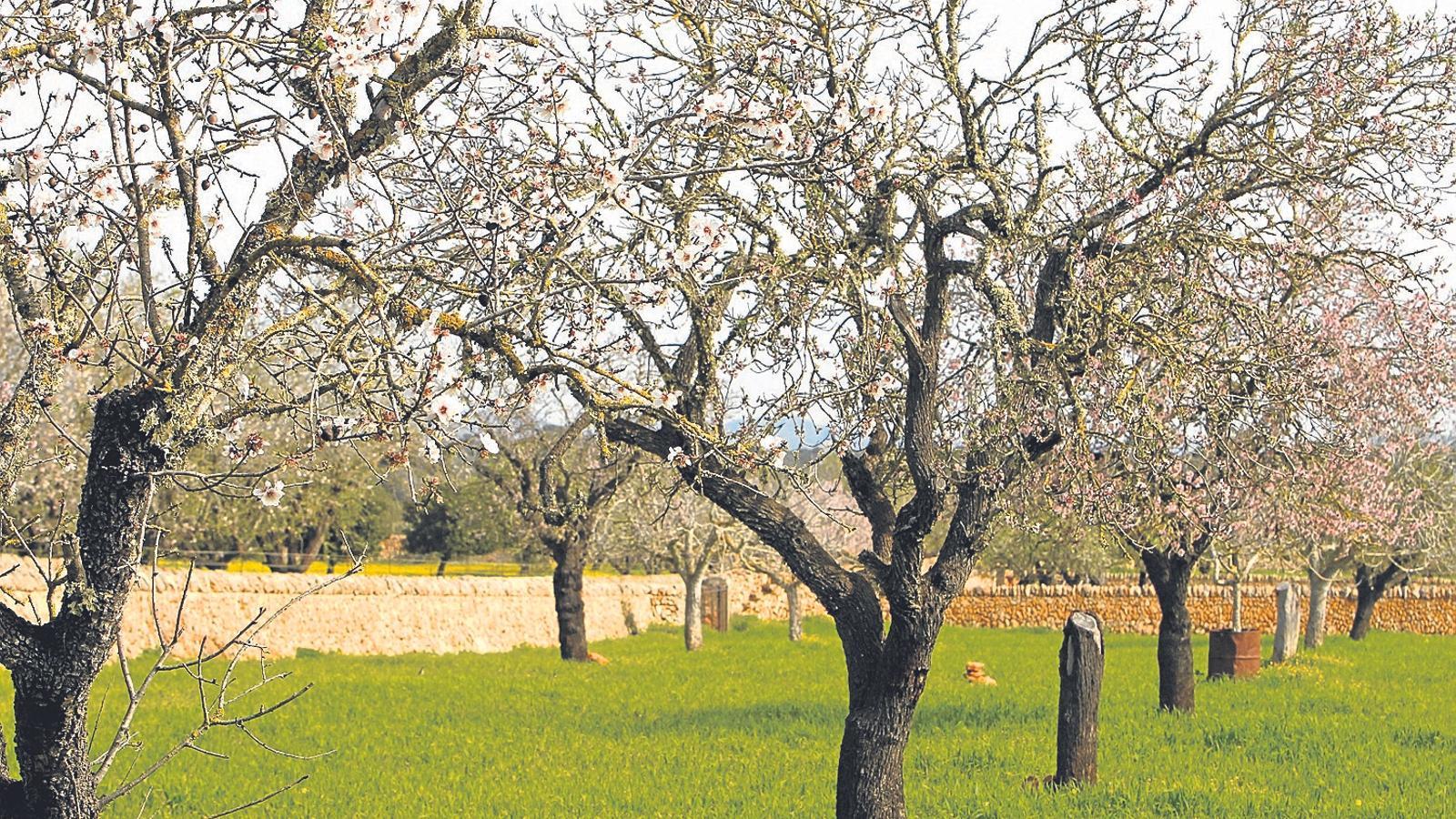 La superfície conreada d’ametlers s’ha vist reduïda de manera considerable, ja que el 2020 va perdre unes 2.000 hectàrees a causa de la conjuntura pandèmica.