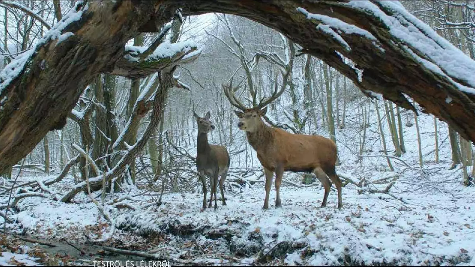 L'hongaresa 'On body and soul' guanya l'Os d'Or de la Berlinale