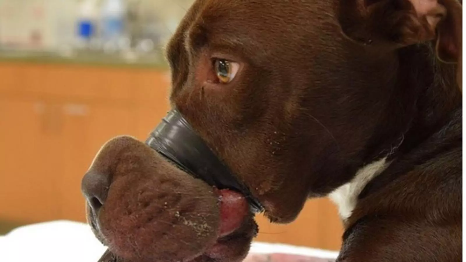 Caitlyn, tal com va ser trobada / CHARLESTON ANIMAL SOCIETY
