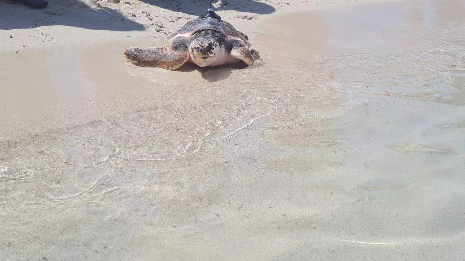 Una de les tortugues marines que han estat alliberades a Eivissa.