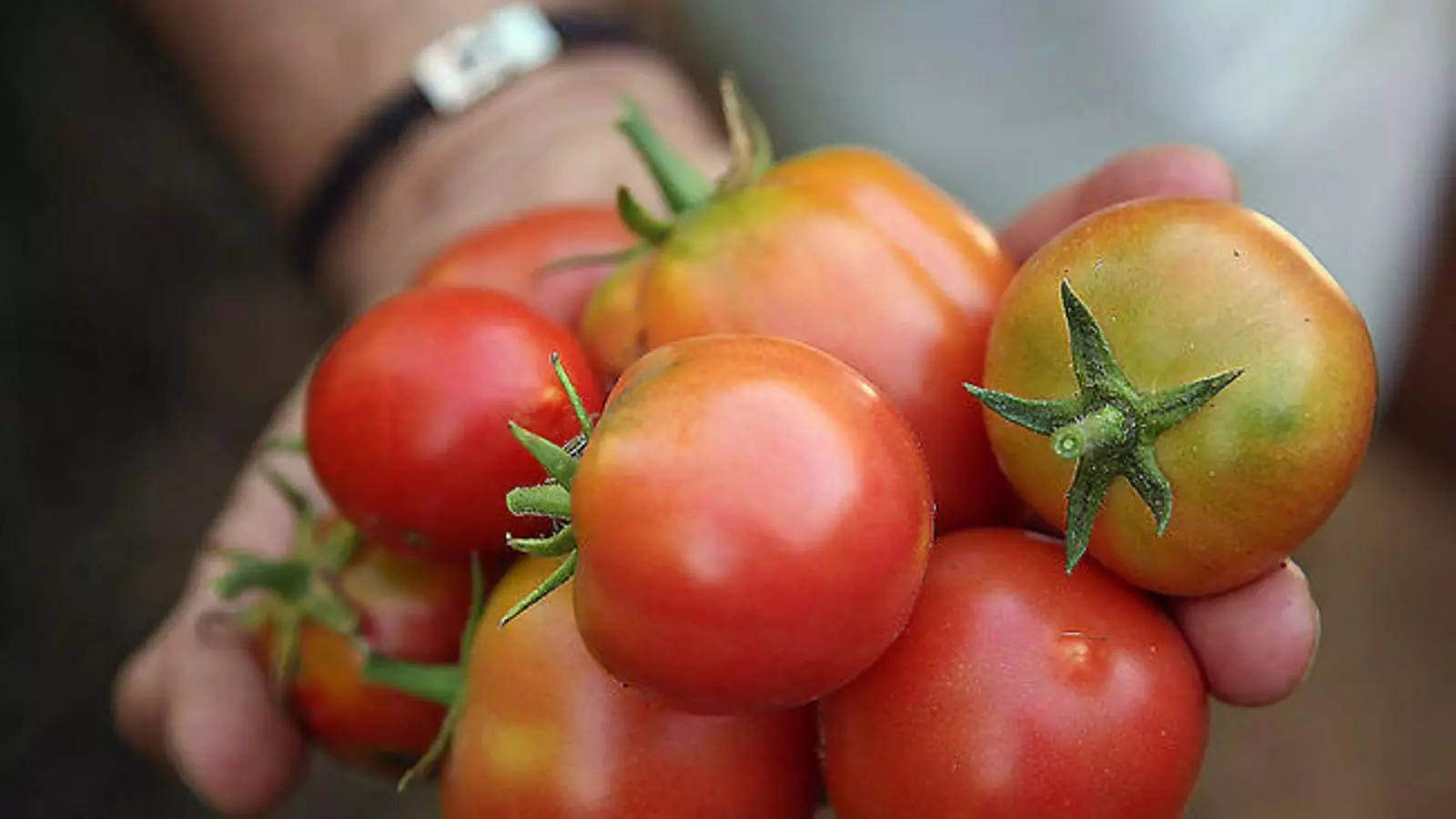 Imatge d'arxiu. El mercat de Camp Redó passarà d'oferir un 40% a un 60% de producte fresc