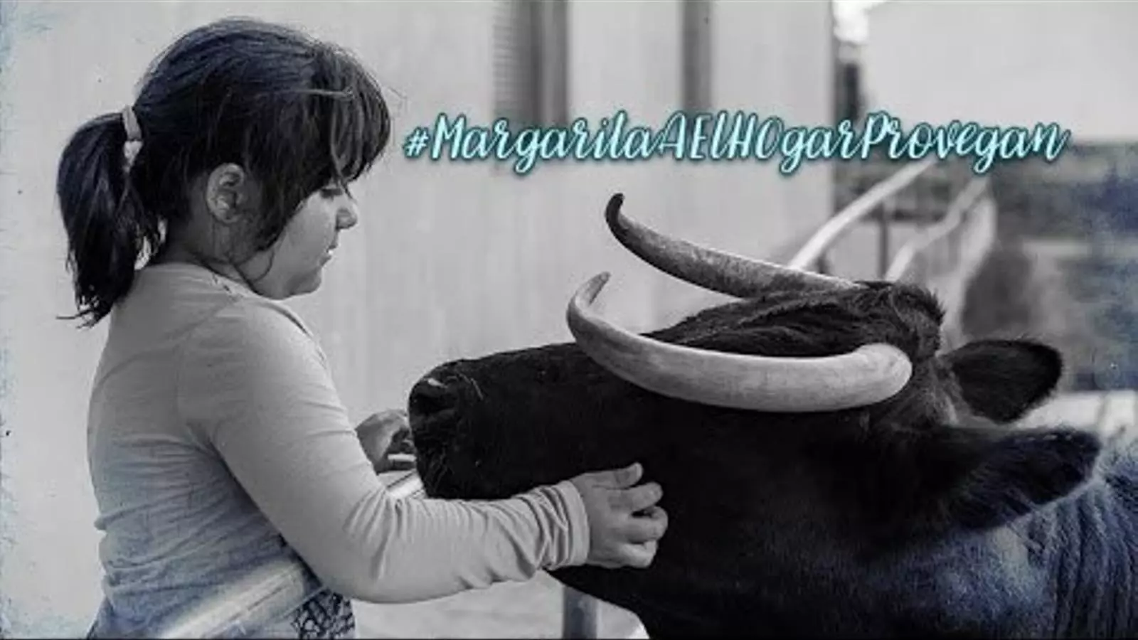 Les analítiques de la vaca Margarita conclouen que està sana