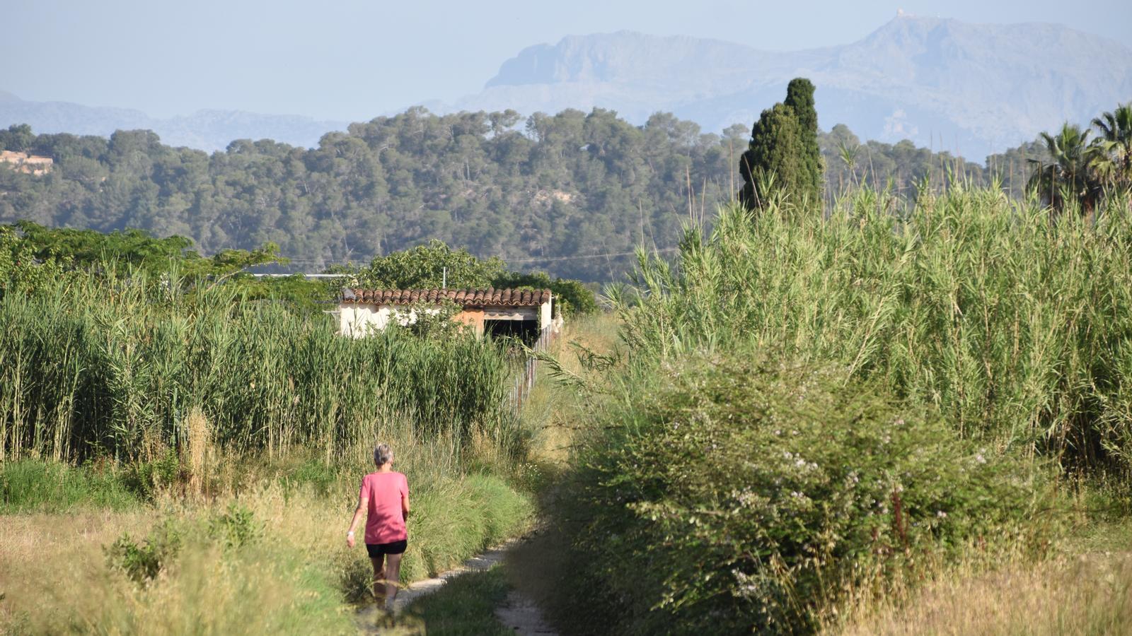 Der Pas de na Bou ist ein Wendepunkt auf der Route zwischen Sant Joan, Sineu und Lloret, mit Blick auf die Tramuntana vom Pla aus.