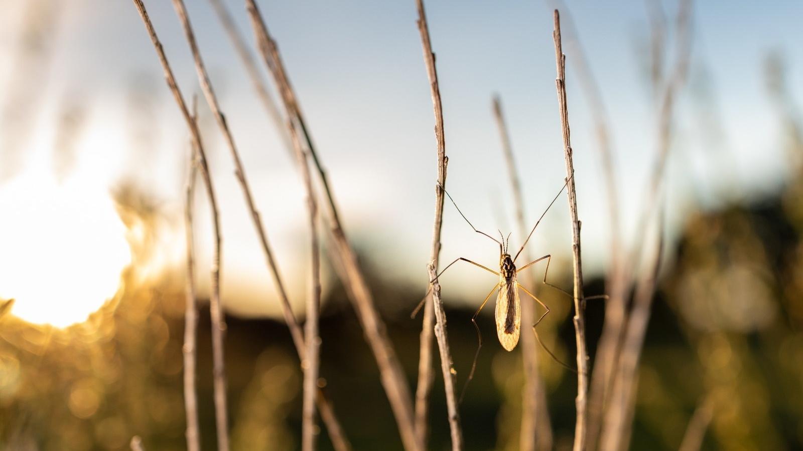 A mosquito, in a stock image