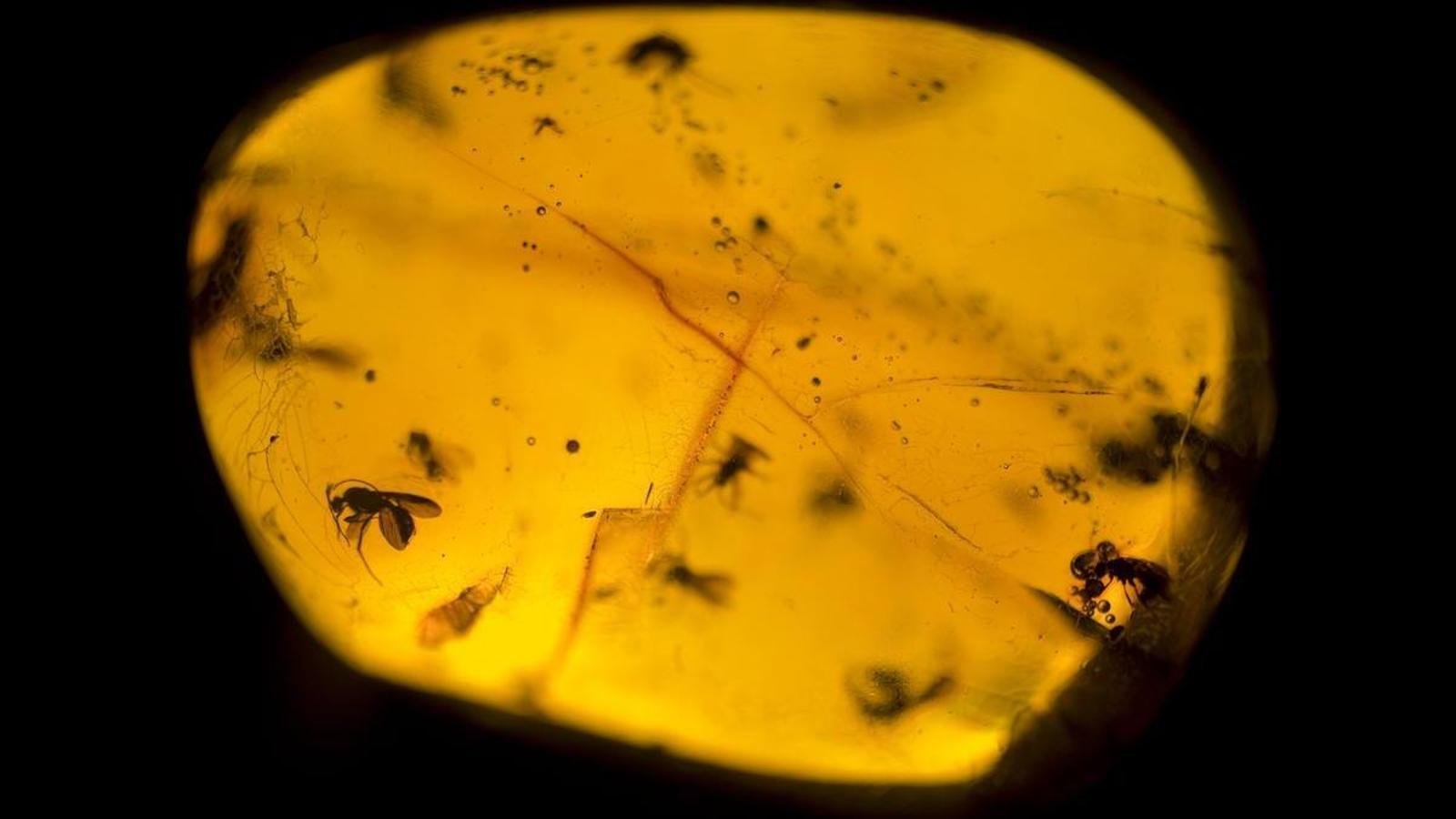Prehistoric mosquito trapped in amber