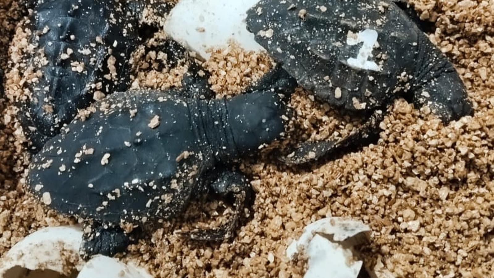 Casi dos meses después de la puesta de estos huevos, este viernes nacieron 10 tortugas.