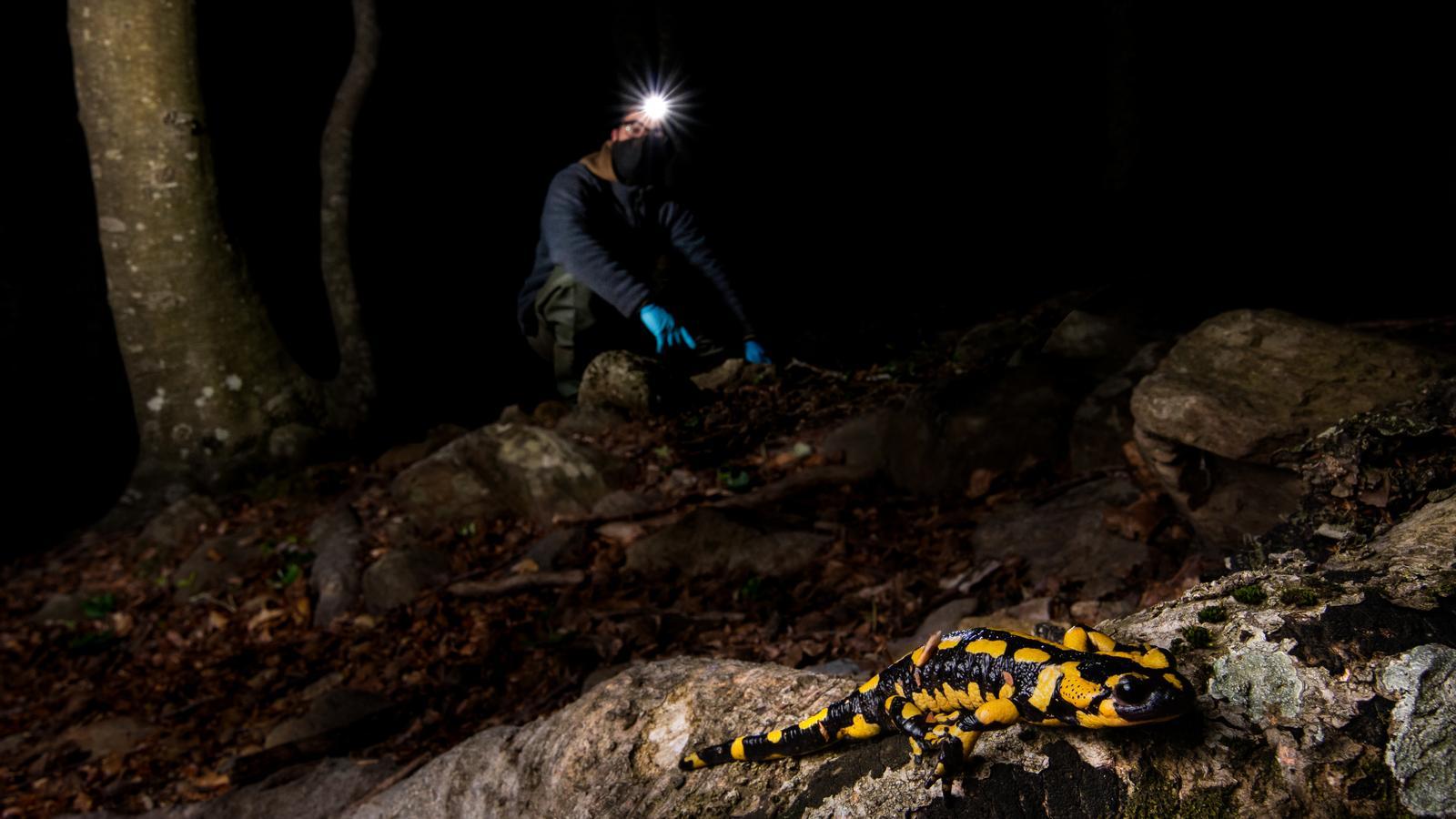 Exemplar de salamandra a la vora d'un corriol del Montseny