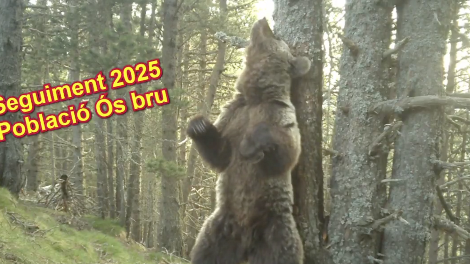 Un os bru captat pels banders.