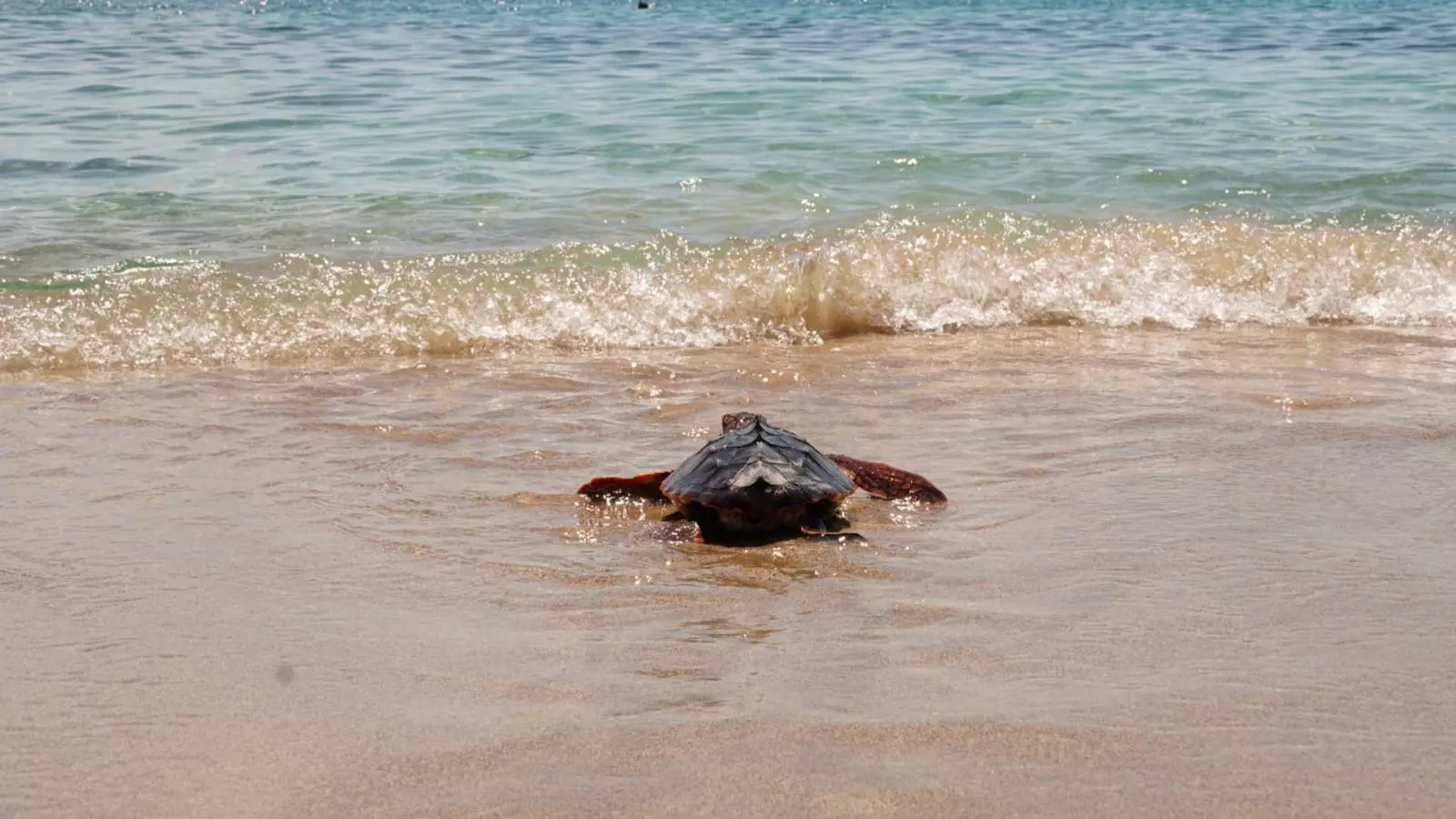 Una de les tortugues que han amollat aquest dijous a Menorca.