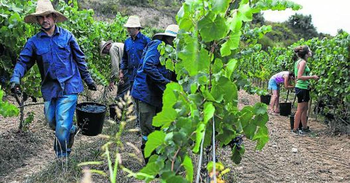 A scientific study shows that the pinot noir grape variety has not changed in 600 years