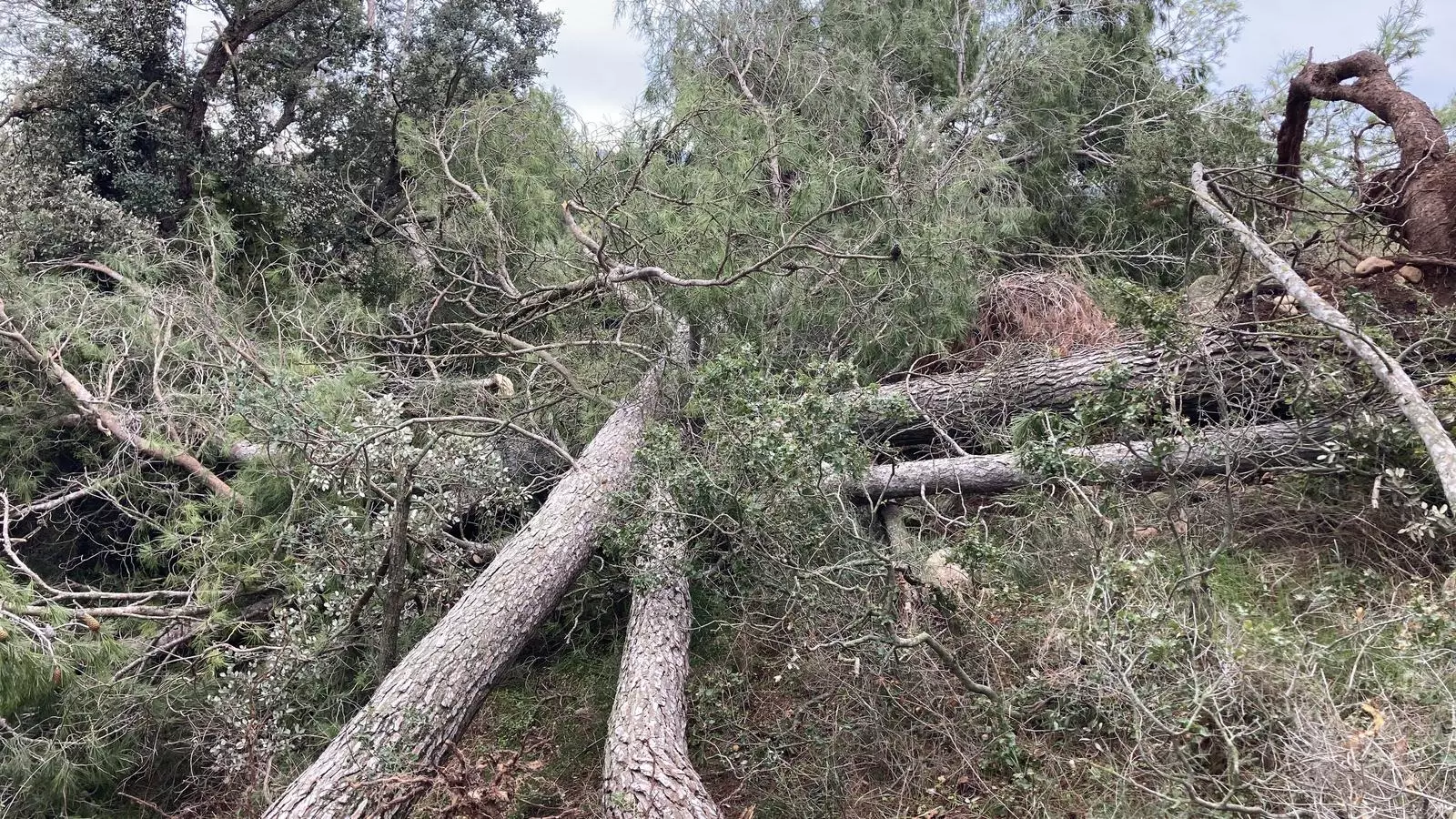 Pins tombats pel tornado d'Horta de Sant Joan