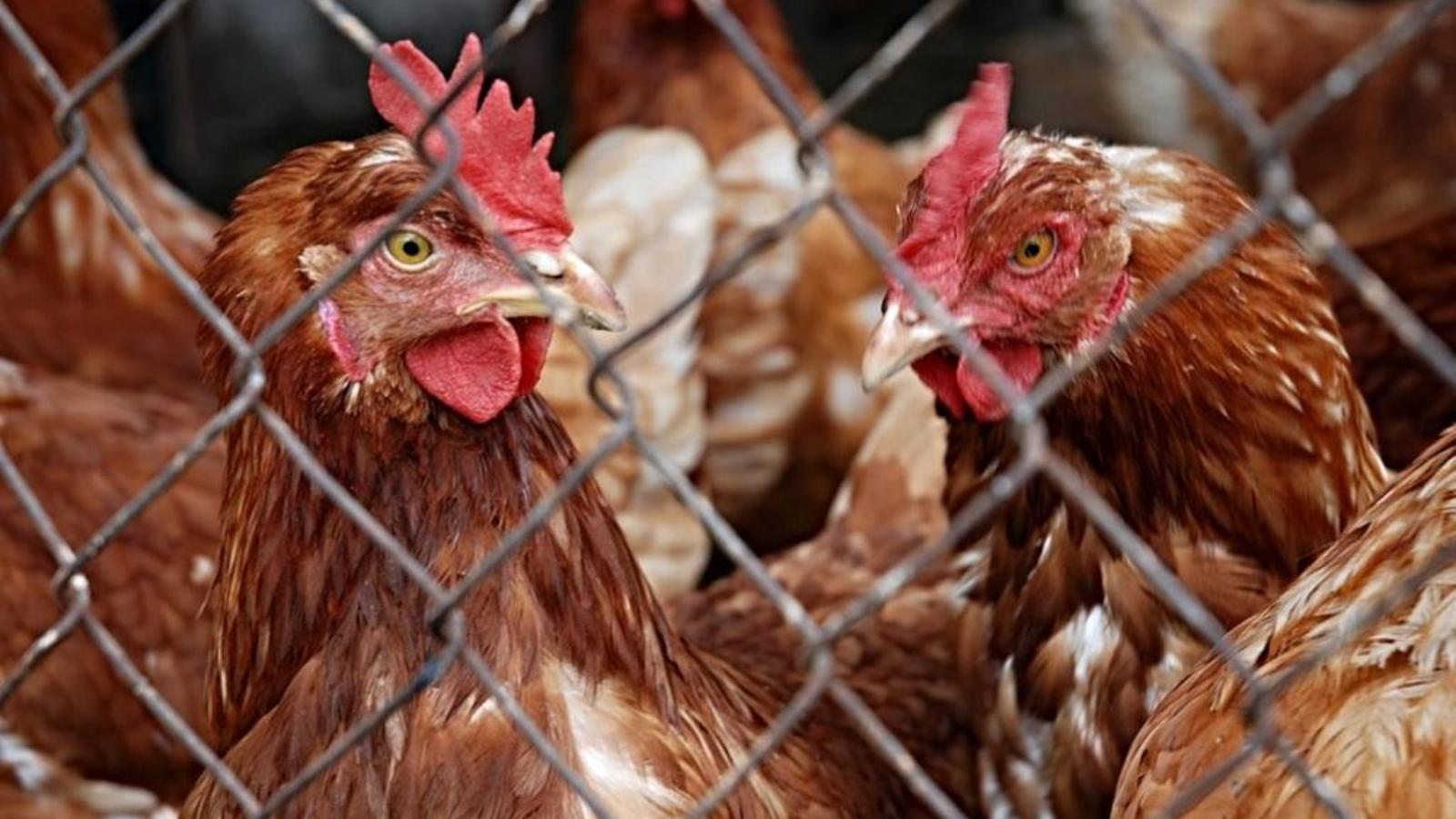 Gallines a una macrogranja.