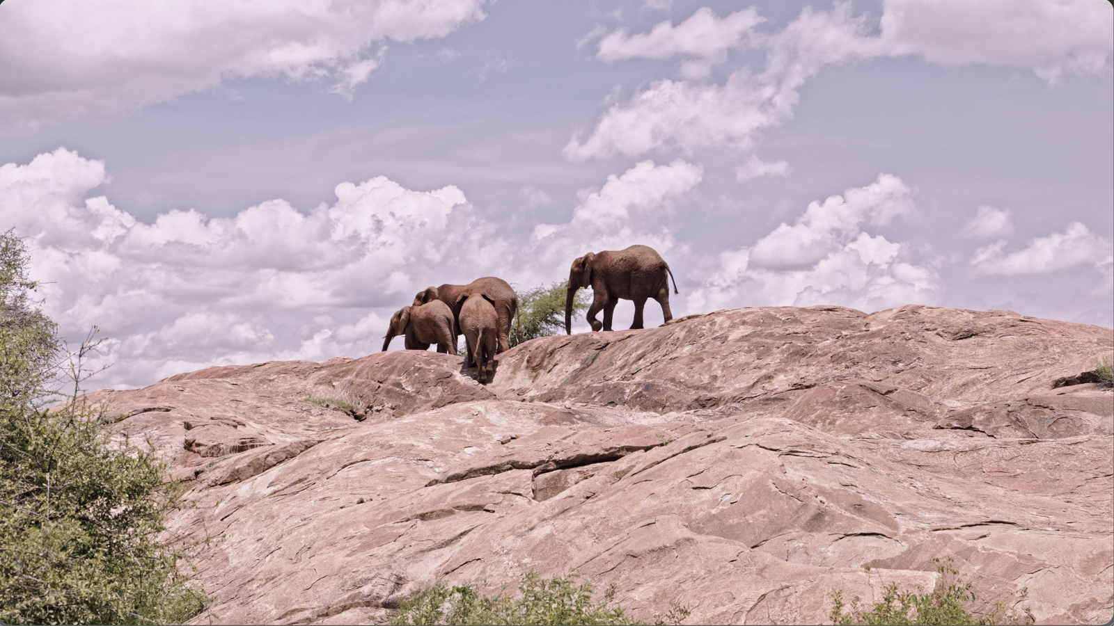 Los elefantes de la reserva de Samburu, en Kenia, utilizados para la investigación