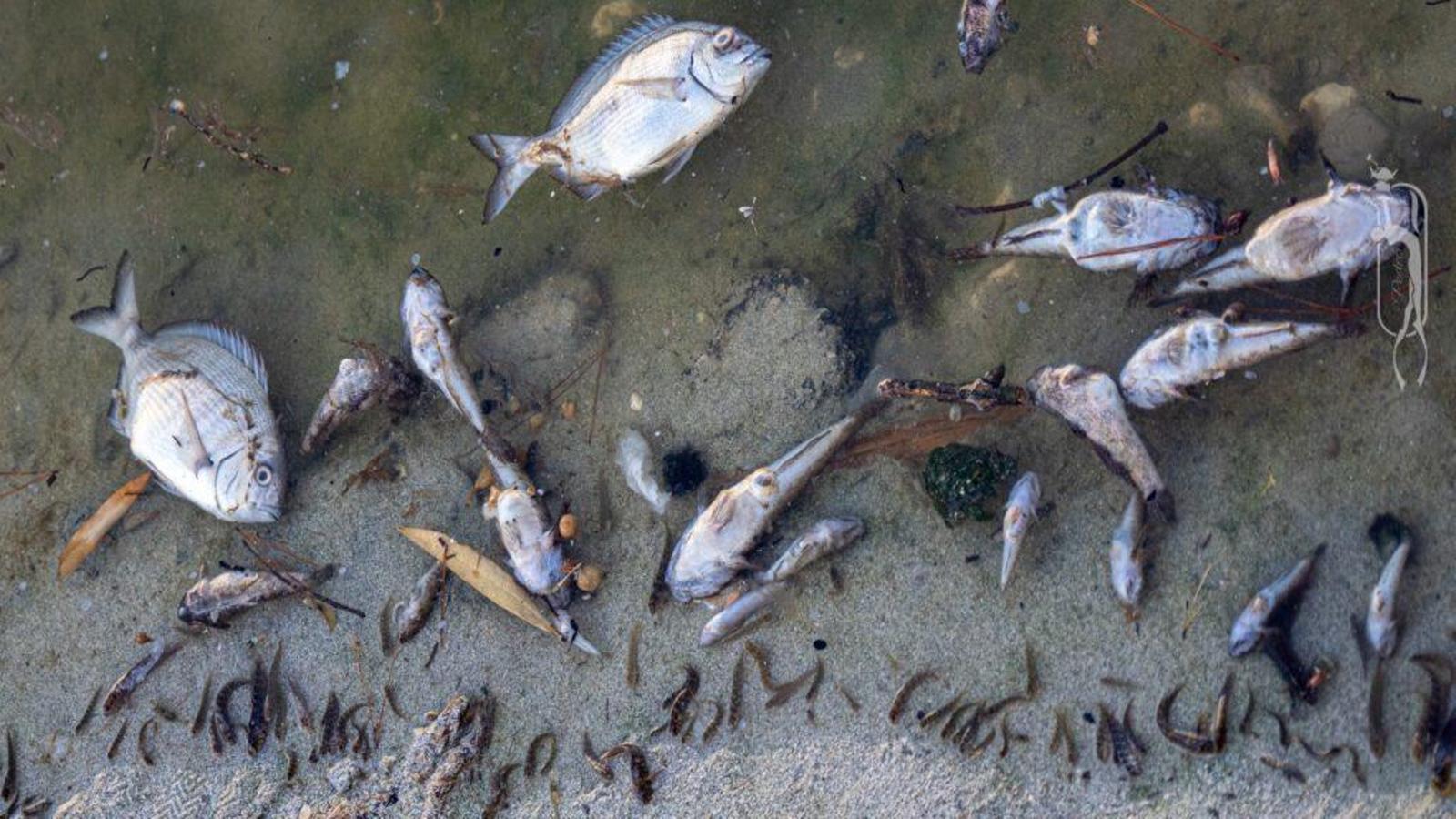 Peixos mort a l'Illot.