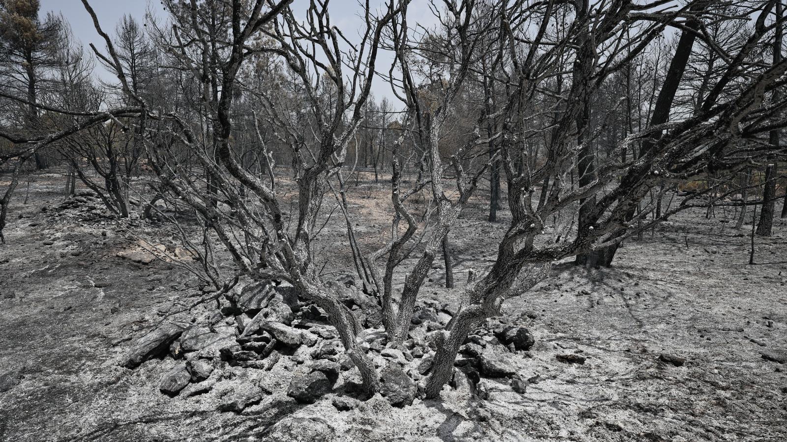 Zona cremada en l'incendi declarat al municipi valencià de Venta del Moro, a tocar de Castella-la Manxa.