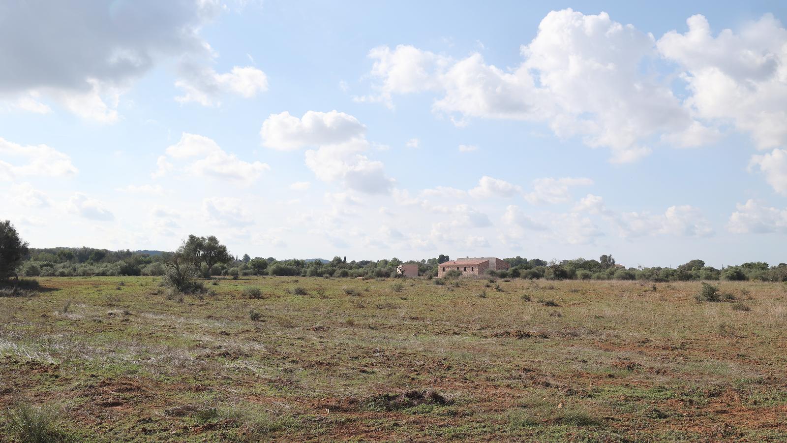Trockenes Feld in Algaida.