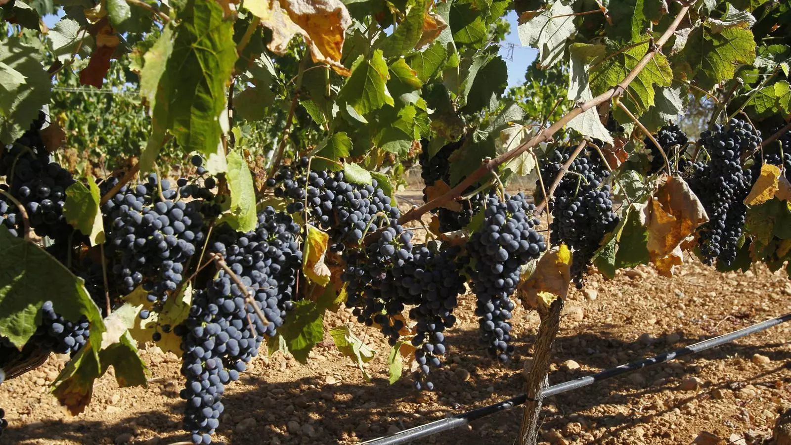La collita del raïm genera de manera automàtica el dret d’una nova autorització per tornar a sembrar.