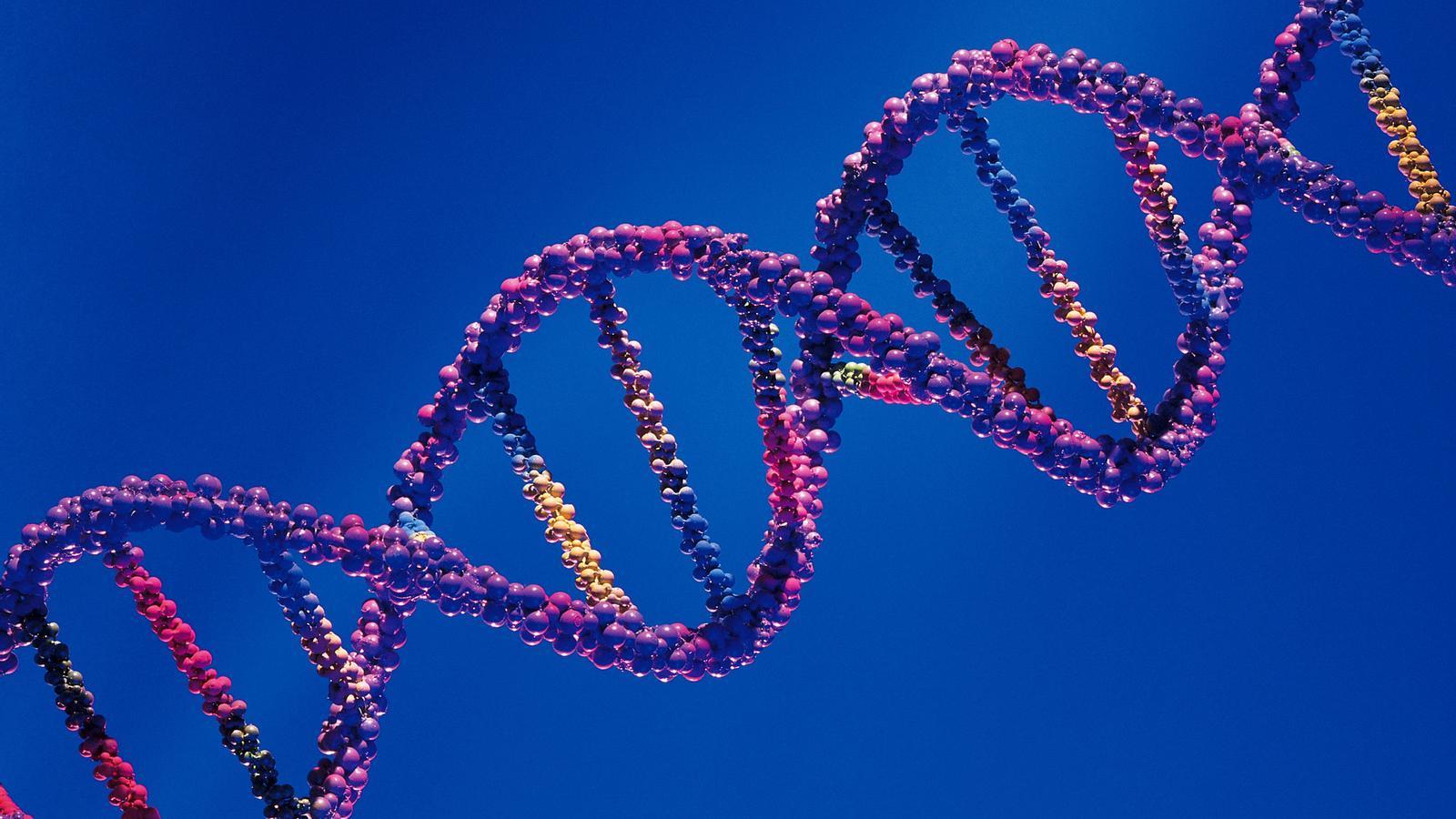 MUTACIÓ GENÈTICA ALEATÒRIA
Un grup d'investigadors de les universitats d'Islàndia i Dinamarca, liderats per la firma islandesa Decode Genetics, han comprovat que les mutacions genètiques aleatòries que produeixen trastorns com l'autisme o l'esquizofrènia són més freqüents a mesura que l'edat del pare augmenta. Els homes de més de 40 anys tenen un risc del 2%.
