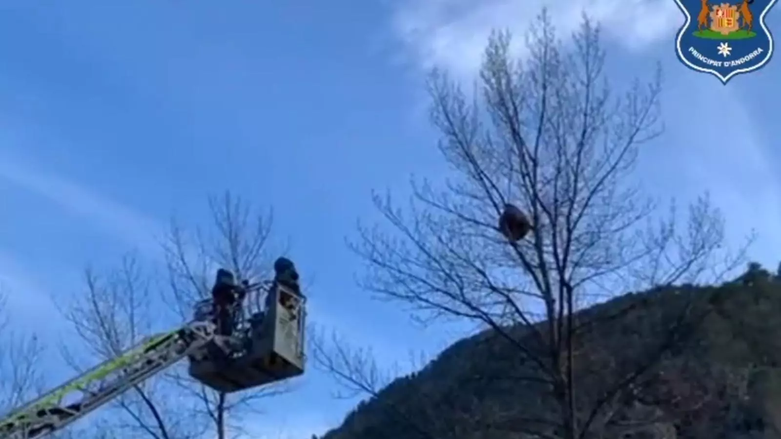 Els Banders retiren un niu de vespa asiàtica.