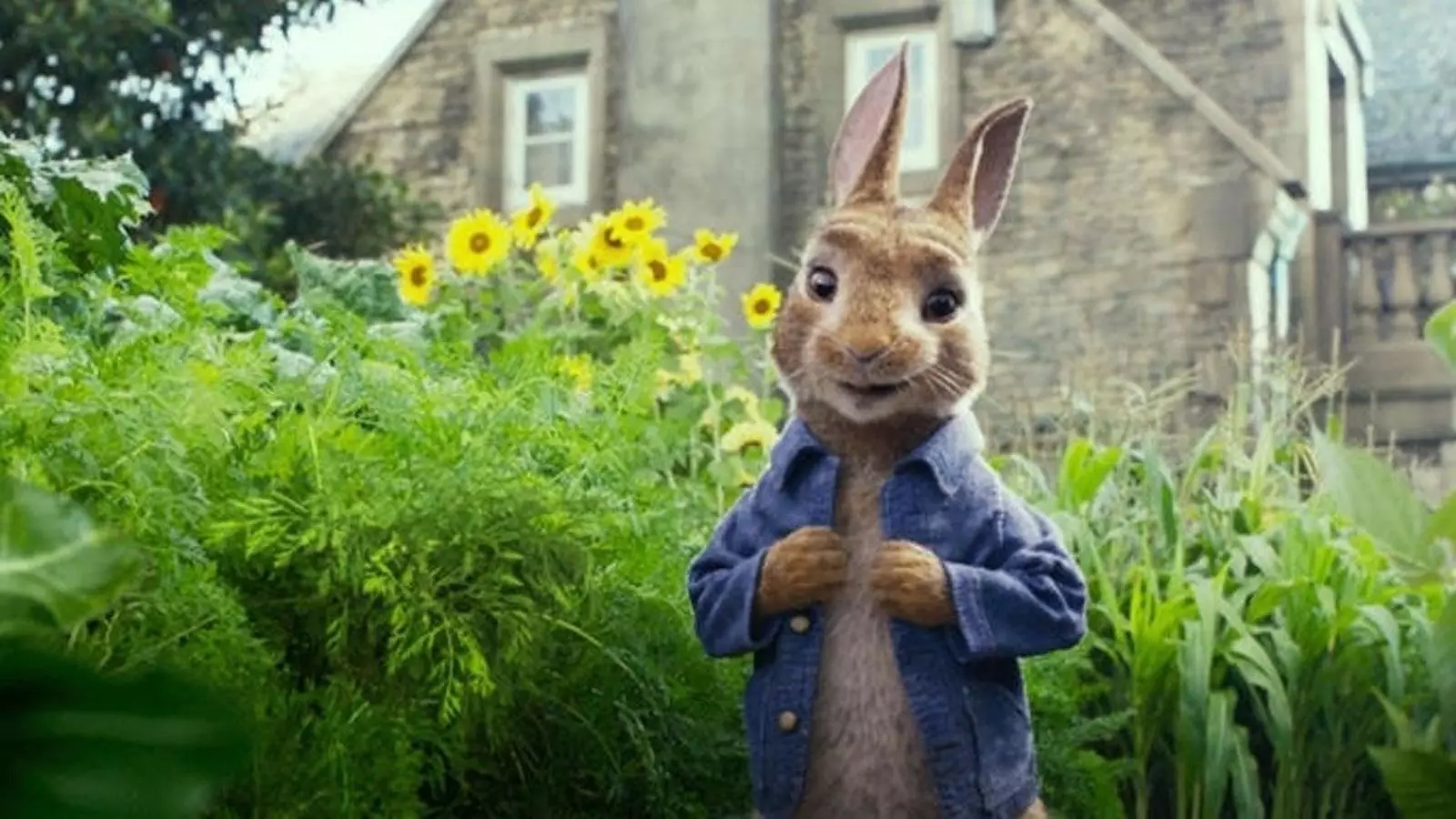 'Peter Rabbit' és un dels films que es podrà veure aquest mes de gener a la FilmoXica