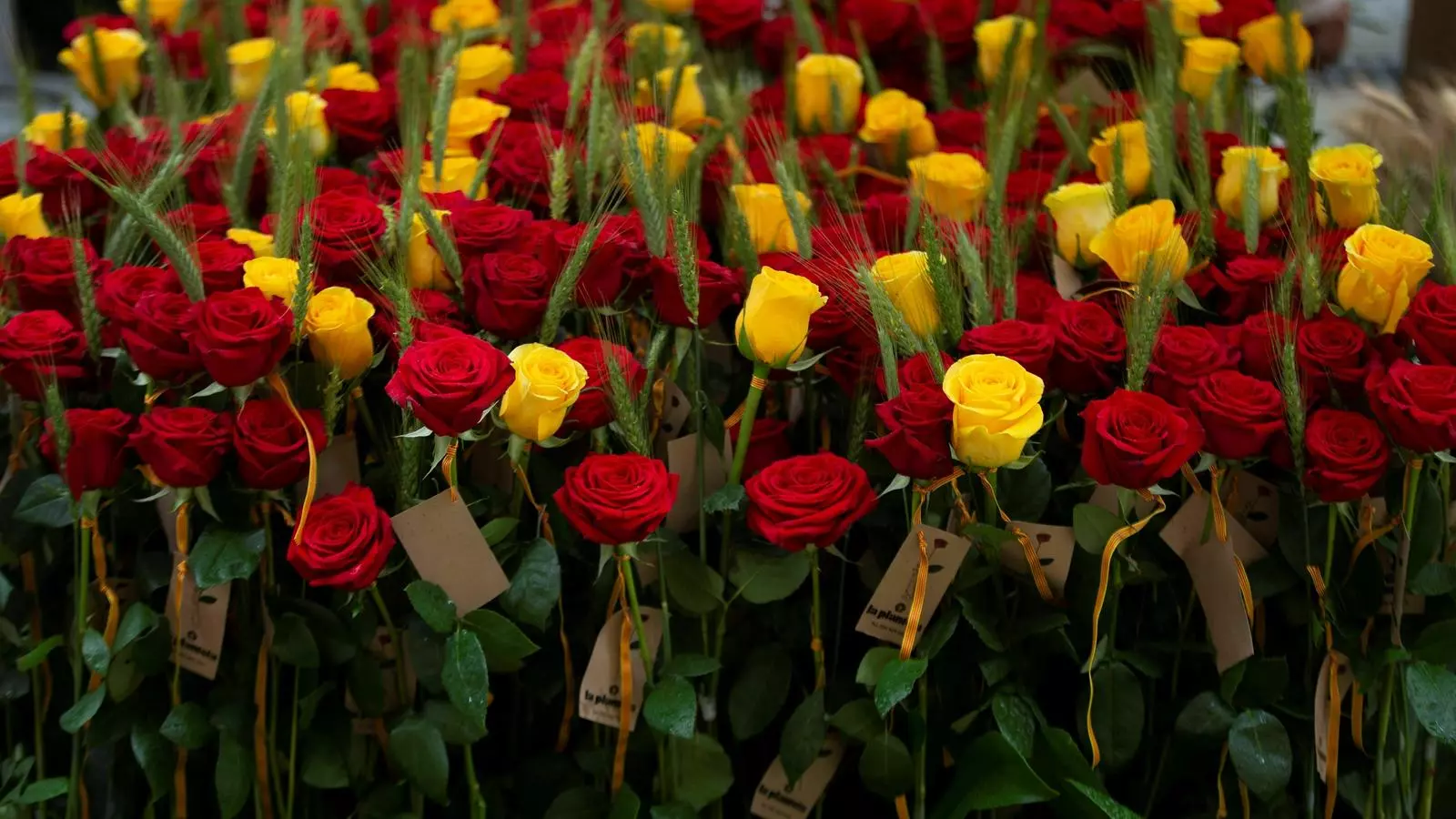 El gremi de Floristes preveu que els catalans comprin 7 milions de roses aquesta diada de Sant Jordi.