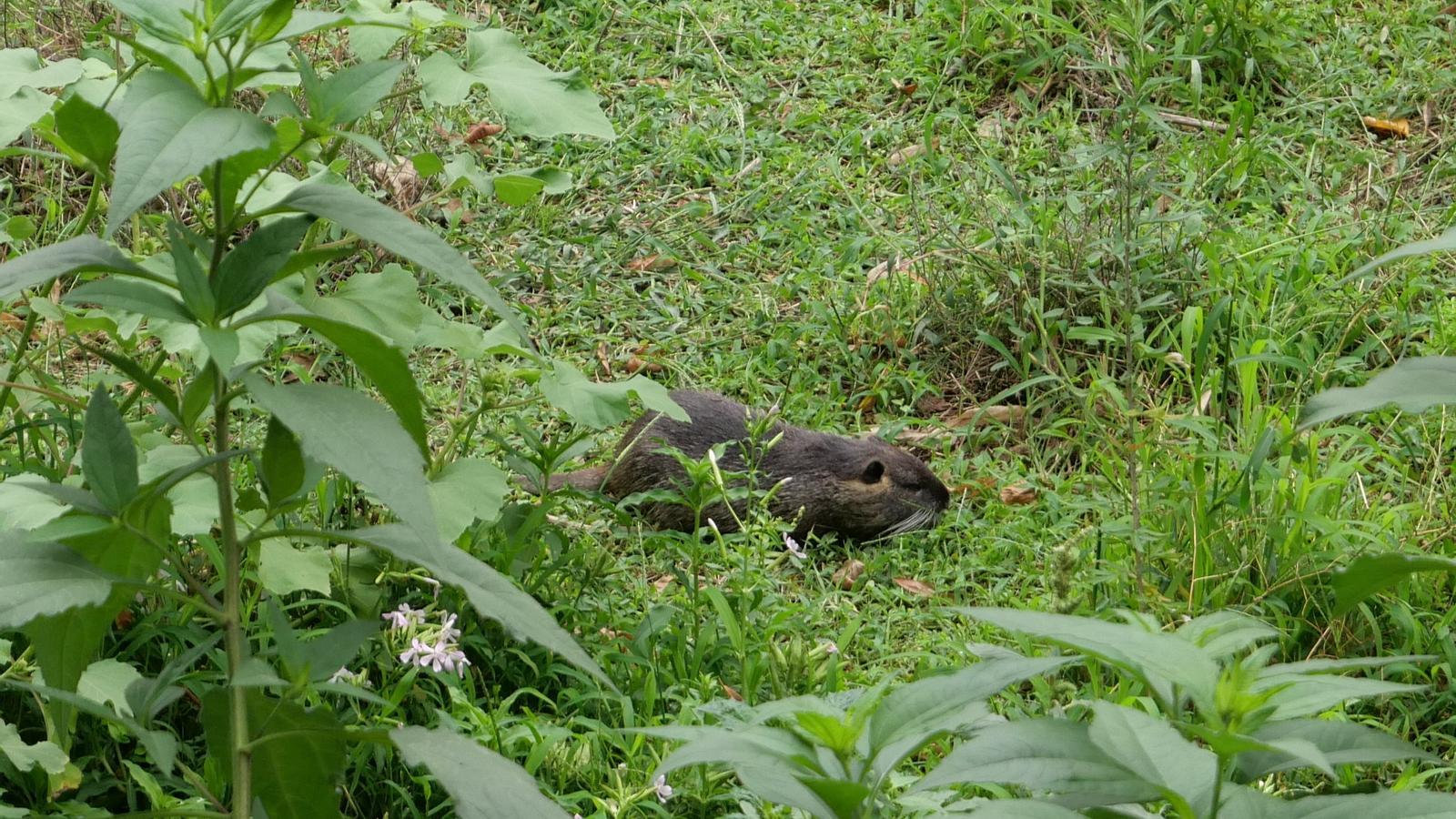 A coypu in the Onyar.