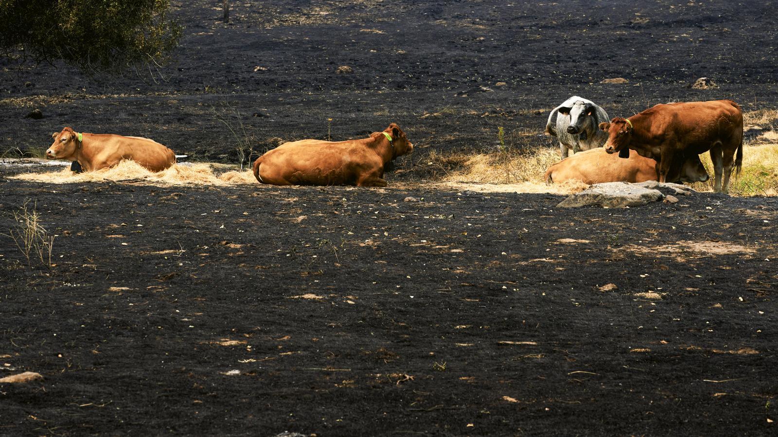 Animales en la zona del incendio