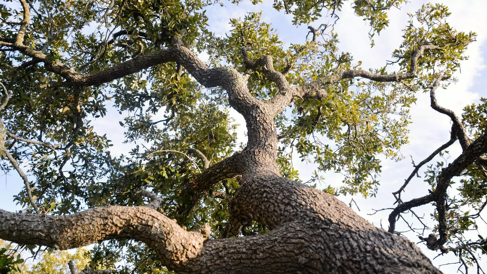 Caldrien 48 Balears plenes d’arbres per absorbir el diòxid de carboni que s’hi genera