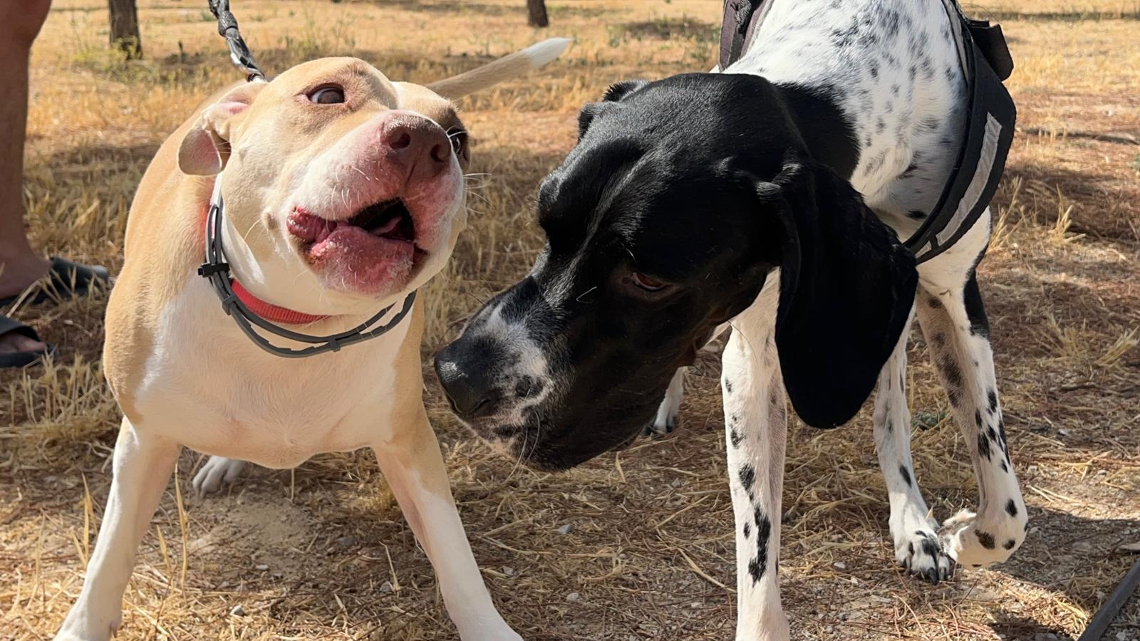 El pòinter anglès i el pit bull americà.
