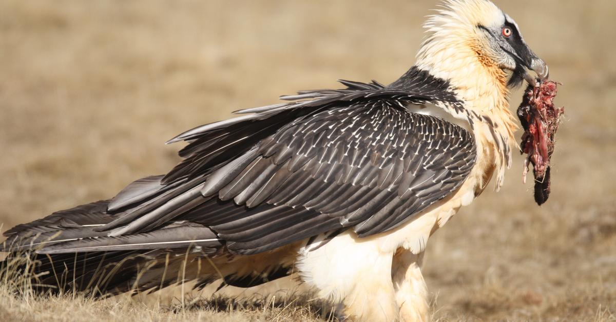 Las aves carroñeras se van recuperando lentamente y todavía hay ...
