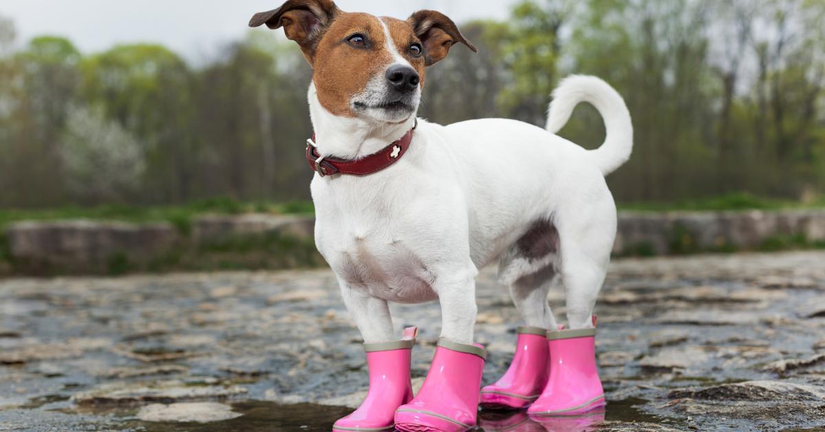 Why you shouldn’t put clothes or accessories on dogs, cats, and pets