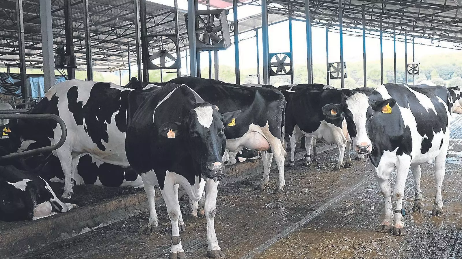 La difícil situació de la ramaderia de vacum de llet de Menorca ve forçada per l’evolució dels preus de les matèries primeres, que l’ha duit a una forta pujada dels costos de producció.